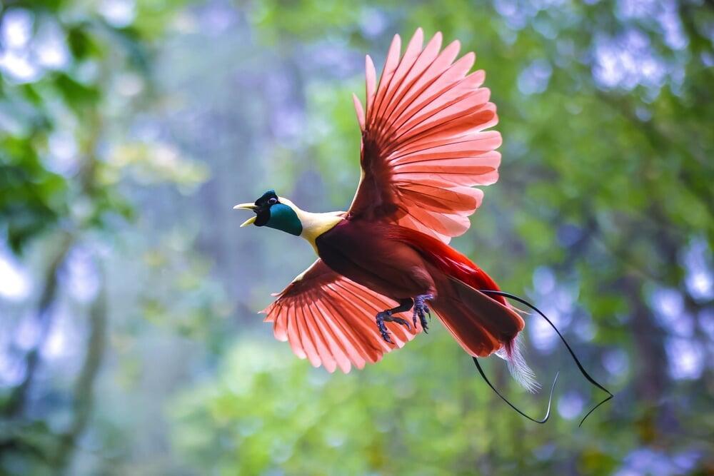 Bird of paradise